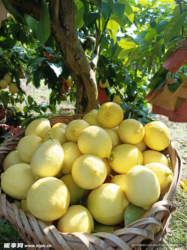 柠檬