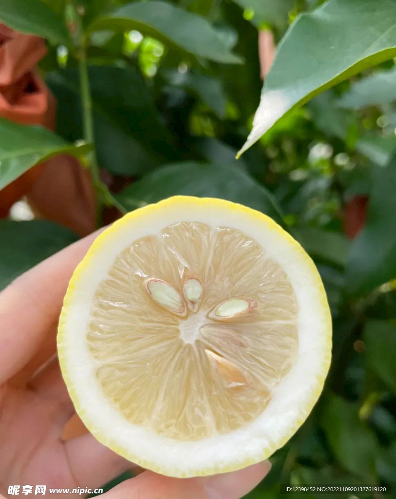 成熟的柠檬