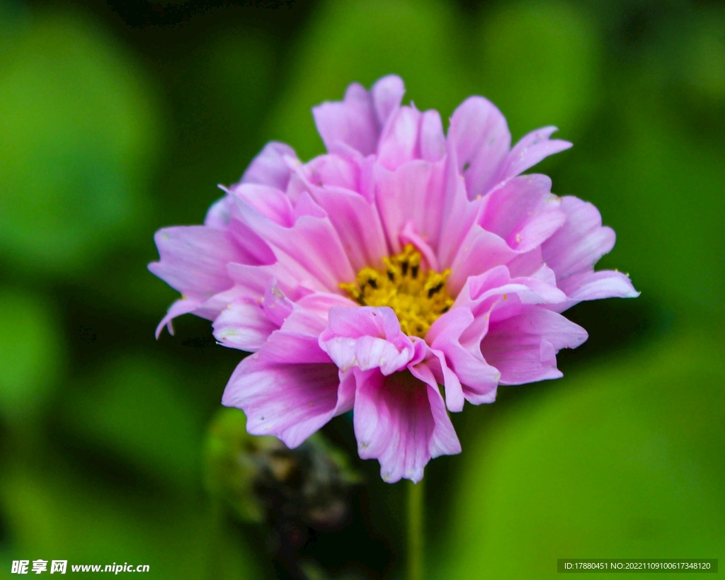 百日菊