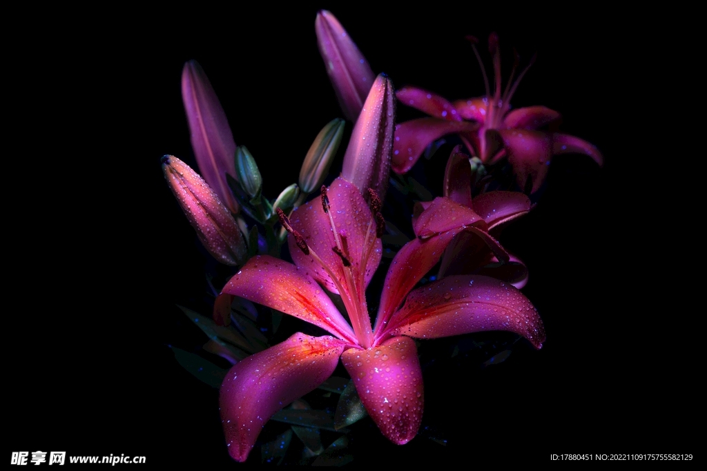 换锦花