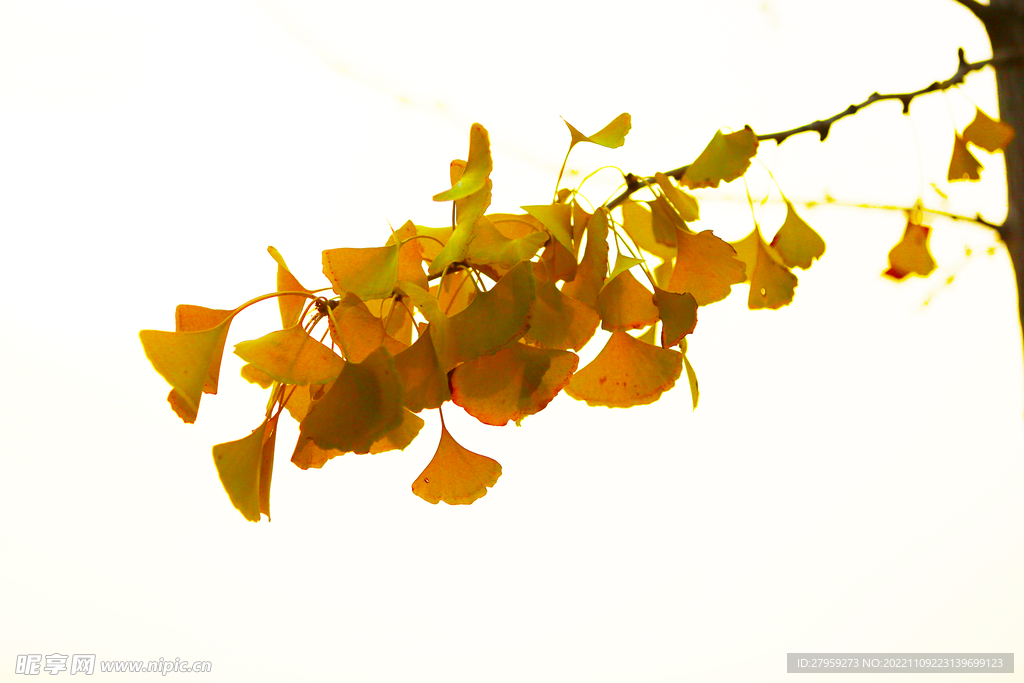 银杏树枝叶
