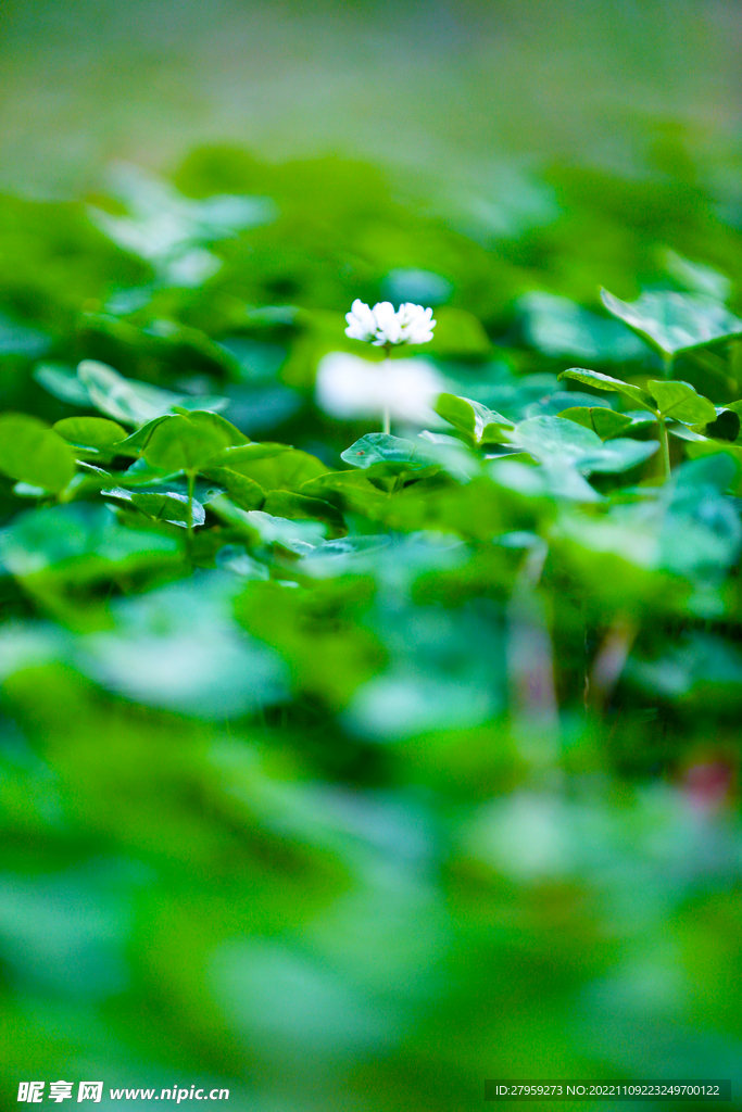 白车轴草特写