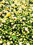 油茶花
