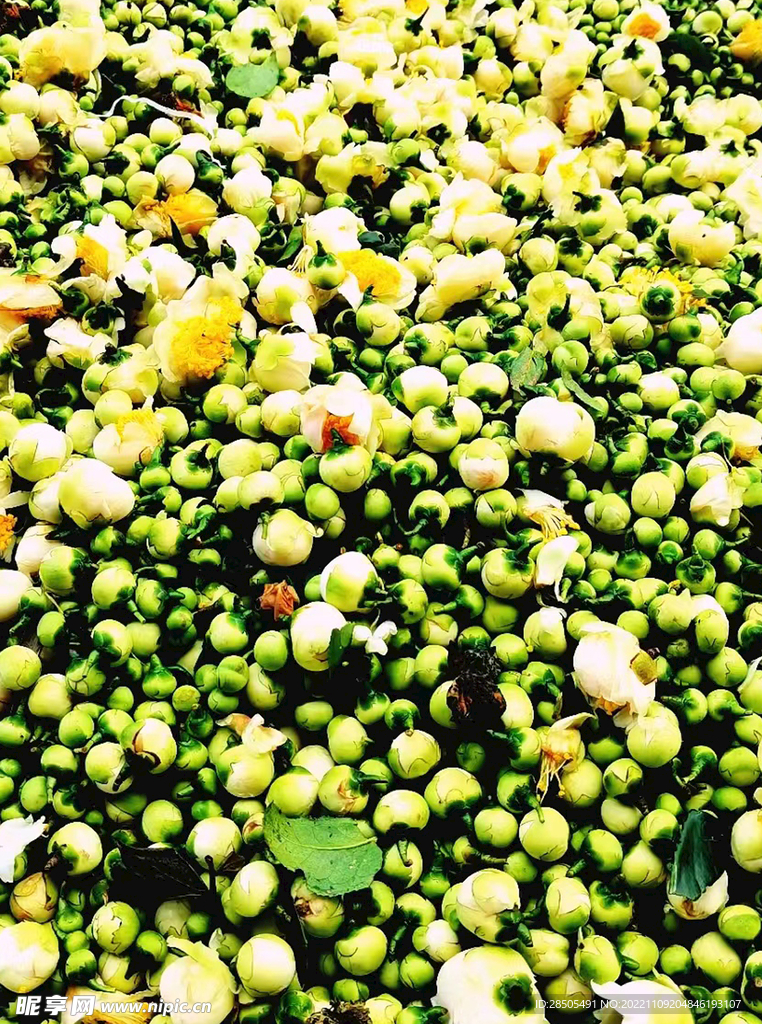 油茶花