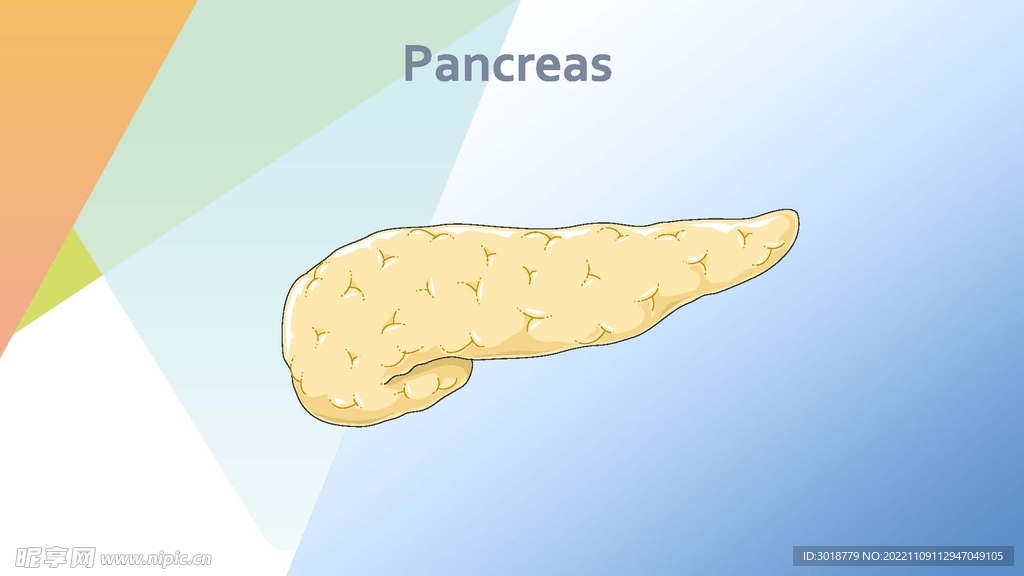 胰腺