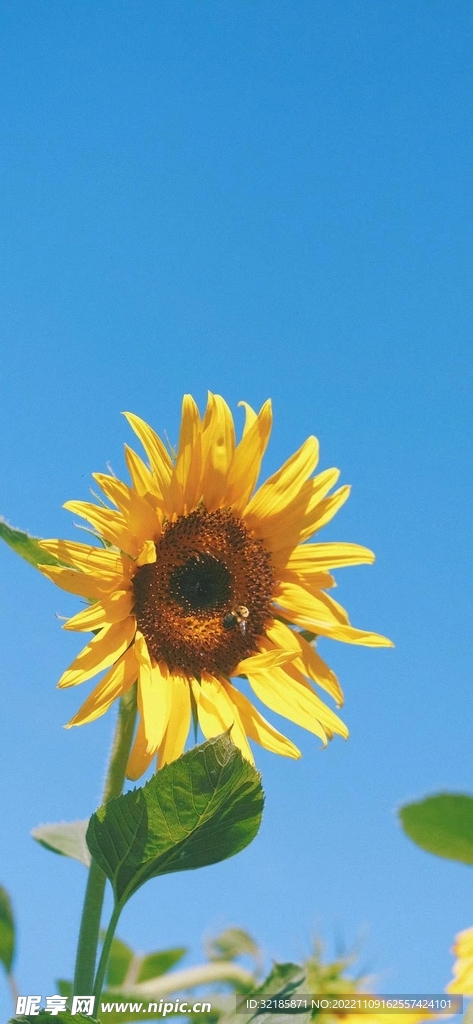 葵花图片
