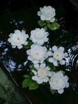 栀子花图片 