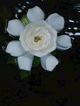 栀子花图片 