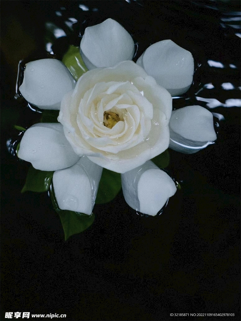 栀子花图片 