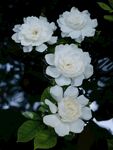 栀子花图片 