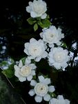 栀子花图片