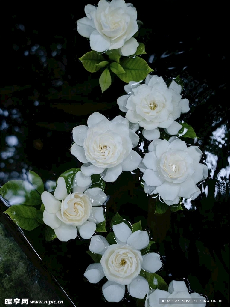 栀子花图片