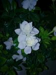 栀子花开图片
