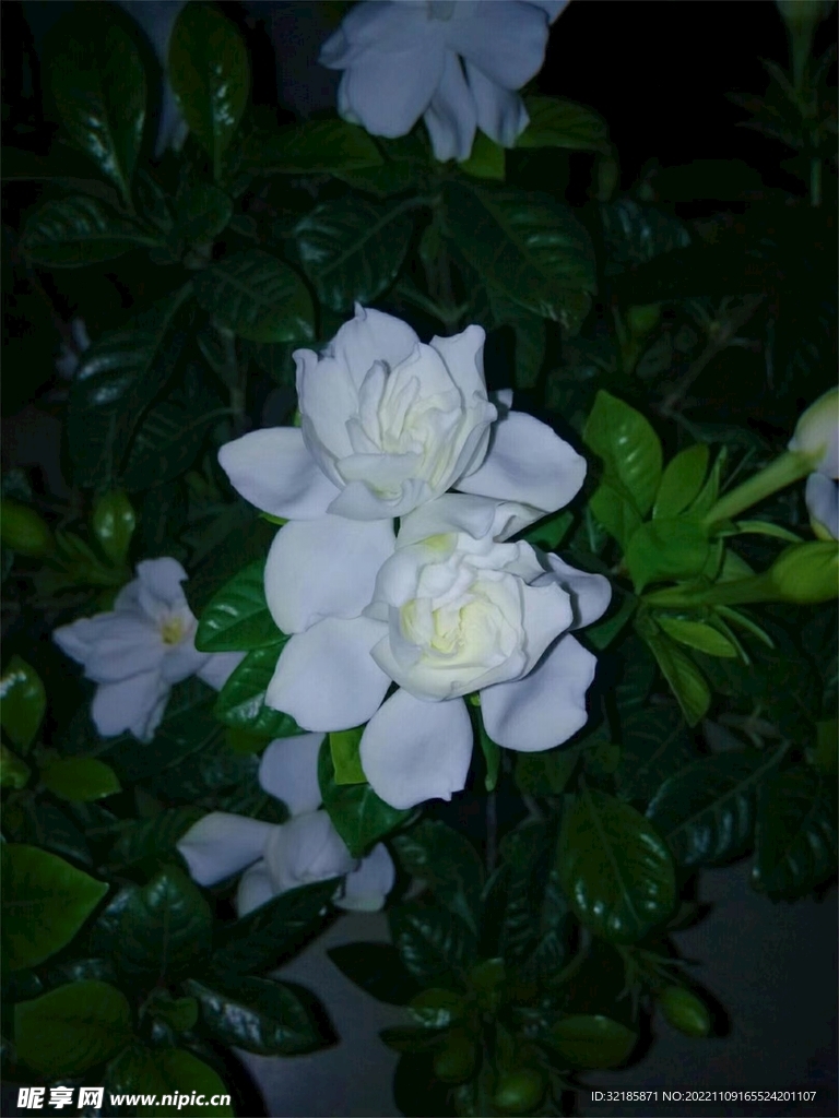栀子花开图片