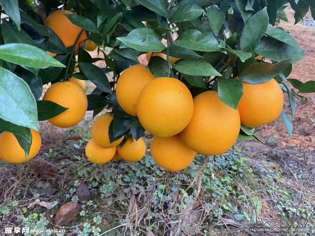 脐橙