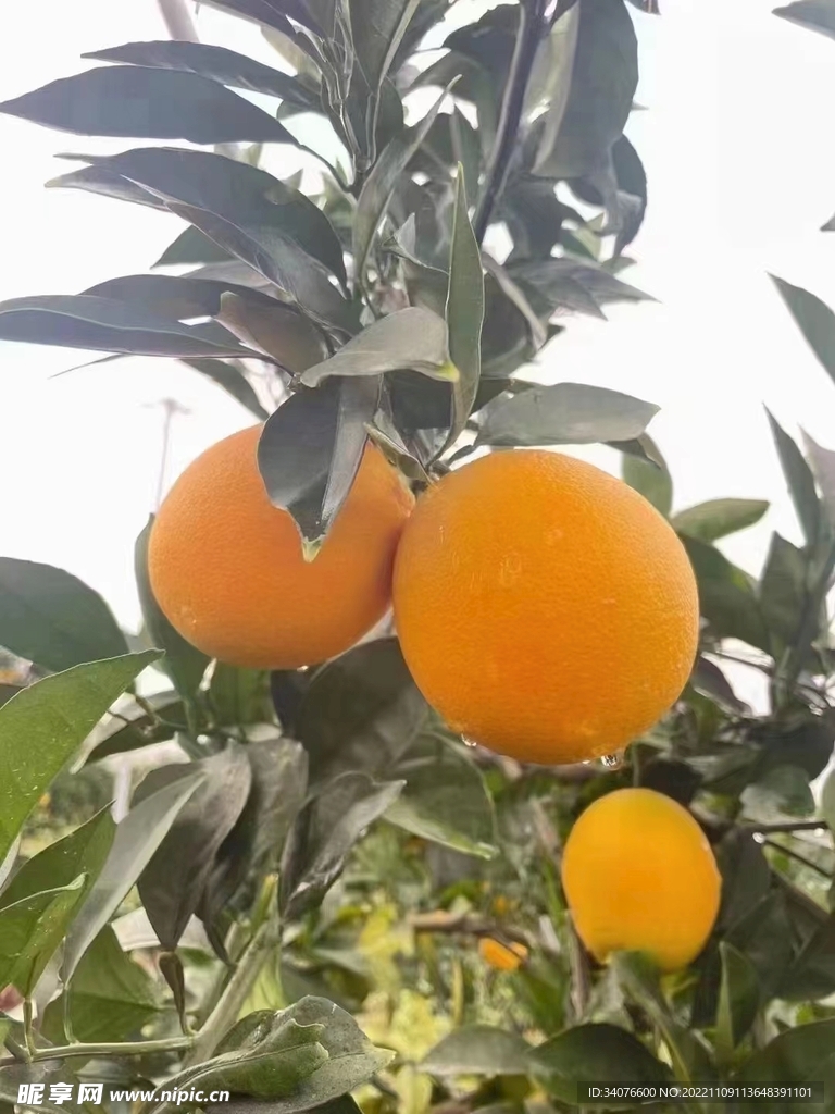 脐橙