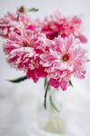 粉红色花