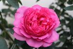 月季花