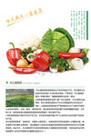 无公害蔬菜