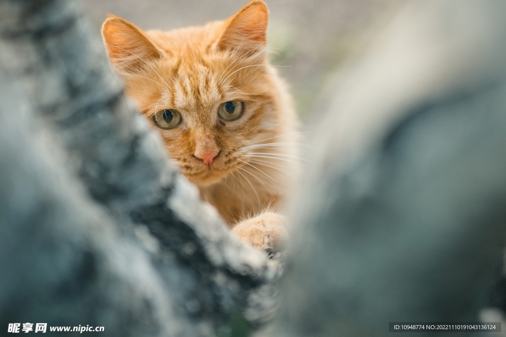 黄猫