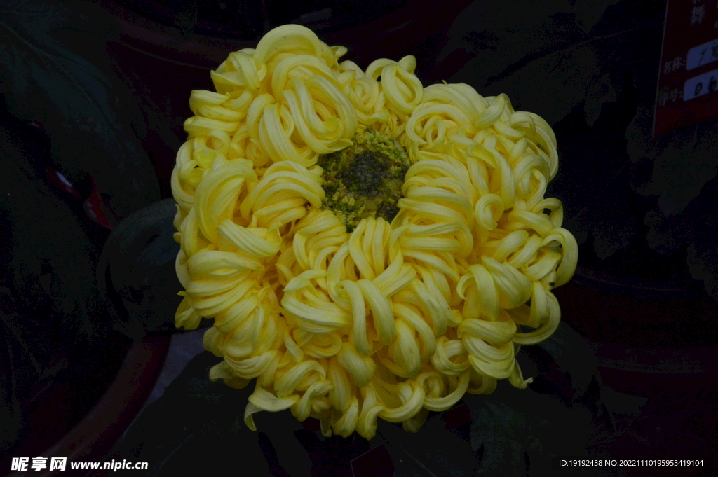 菊花 