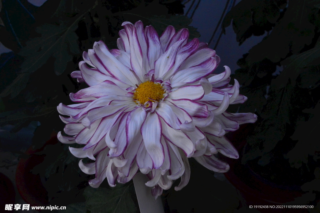 菊花 