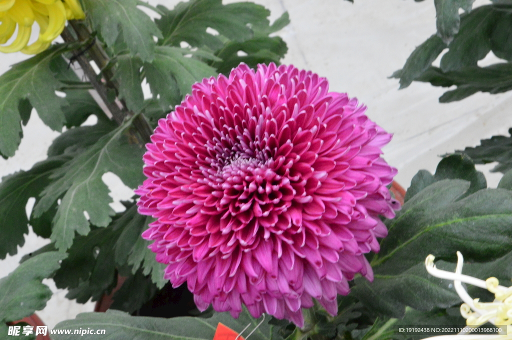 菊花