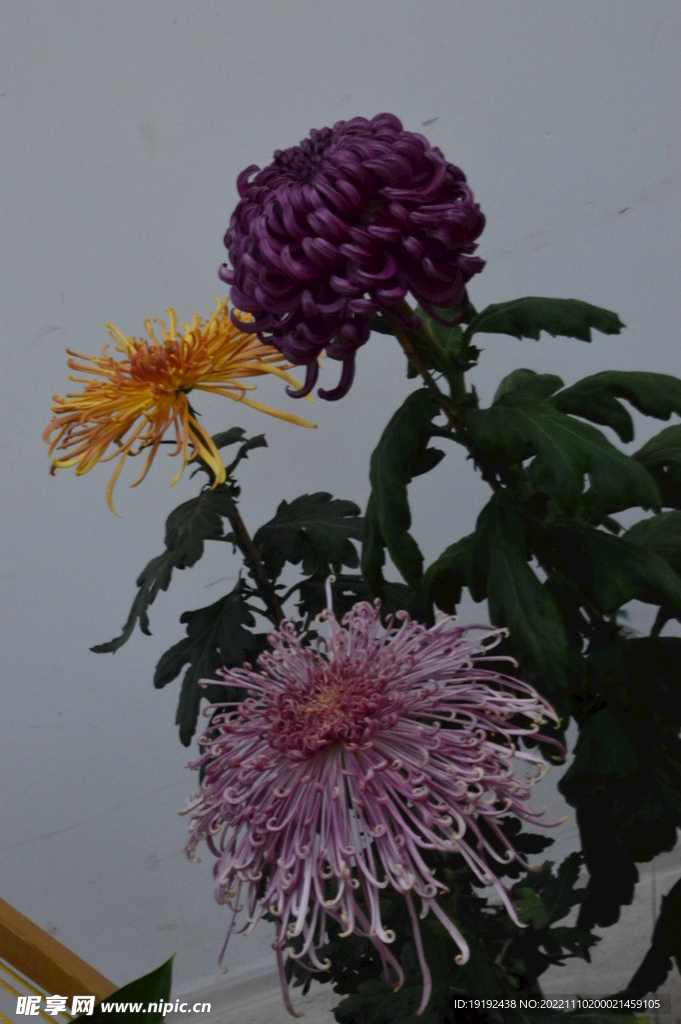 菊花 