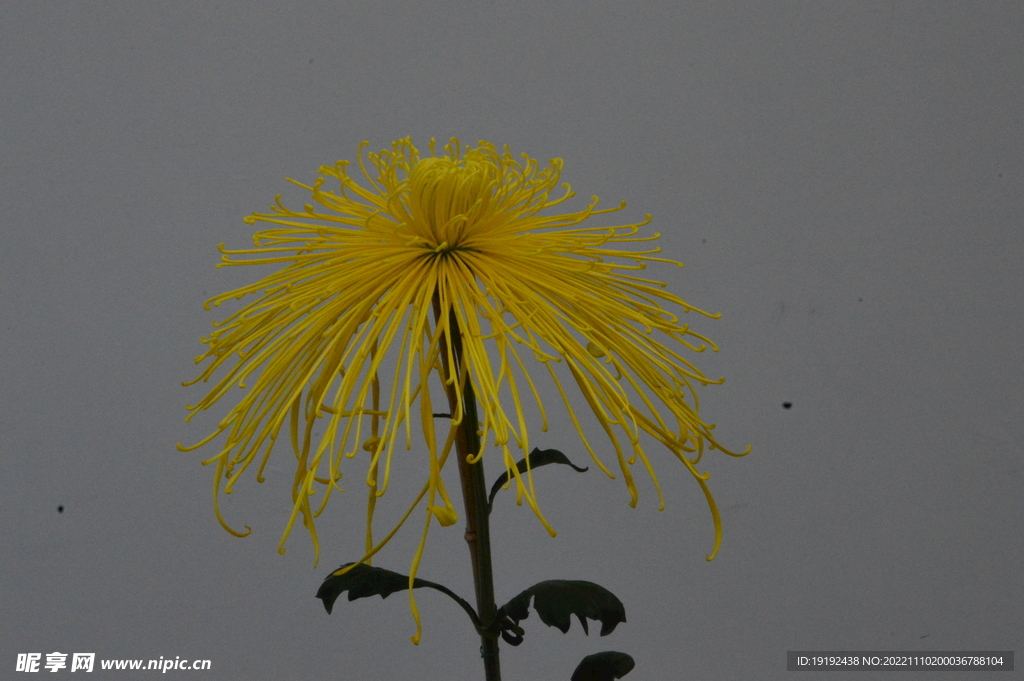 菊花 