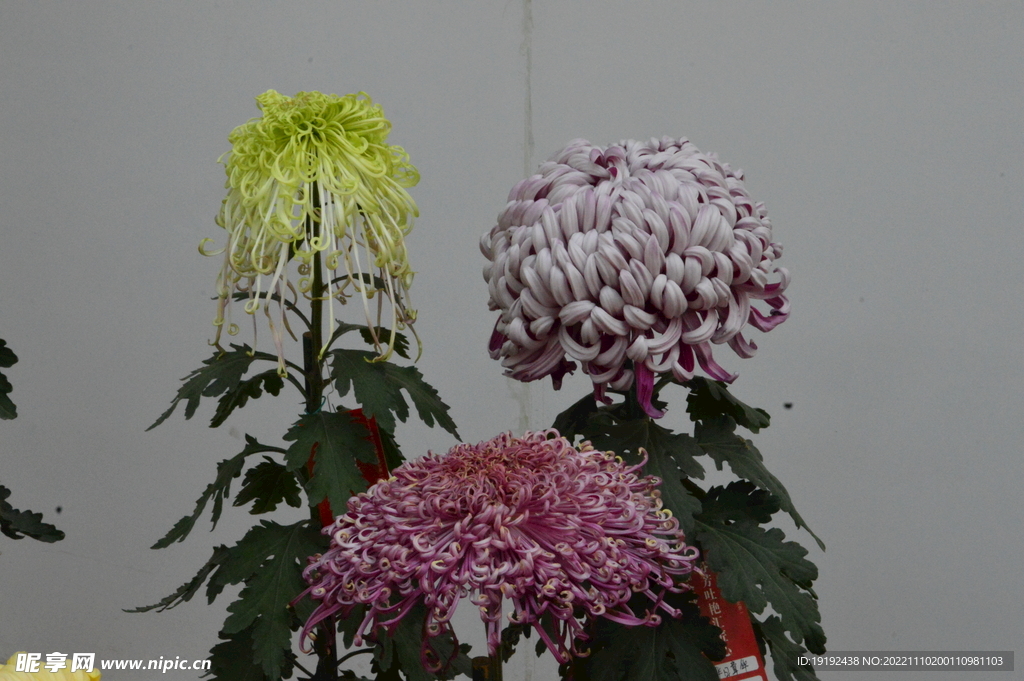 菊花 