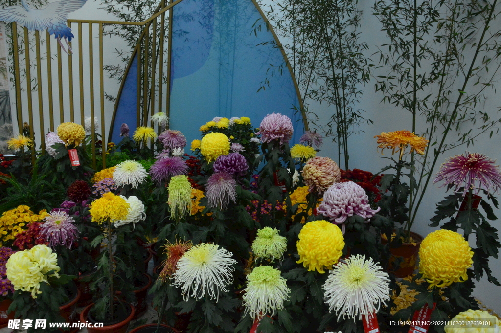菊花 