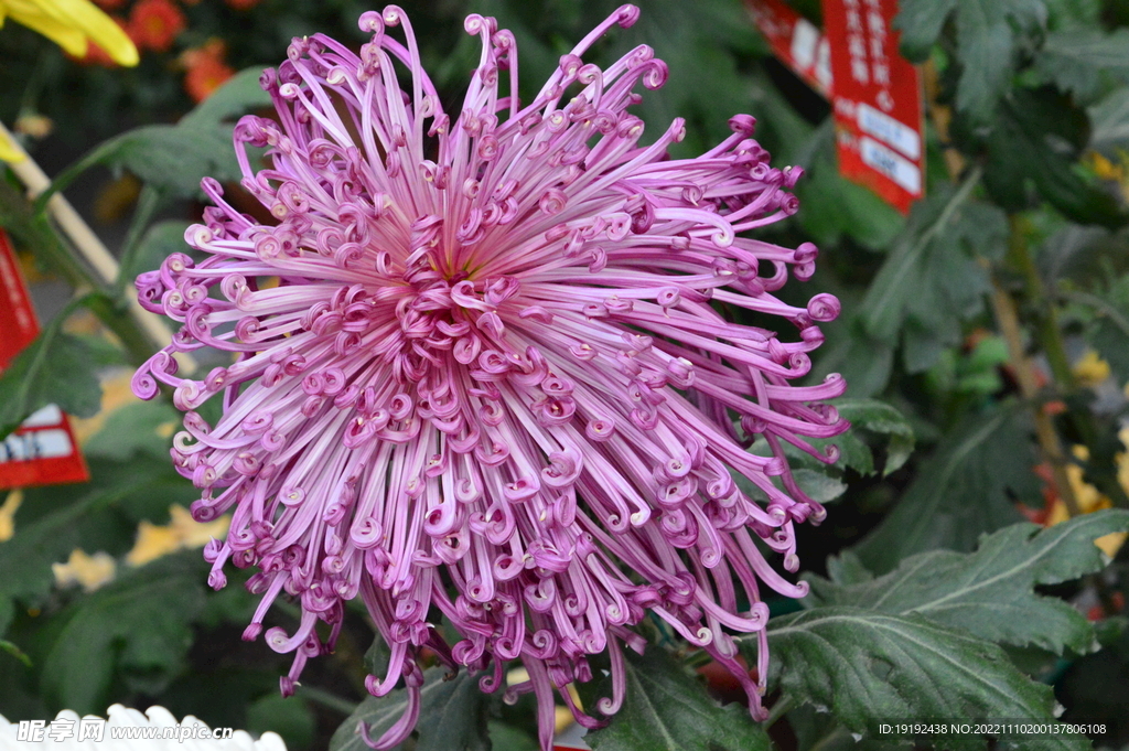 菊花