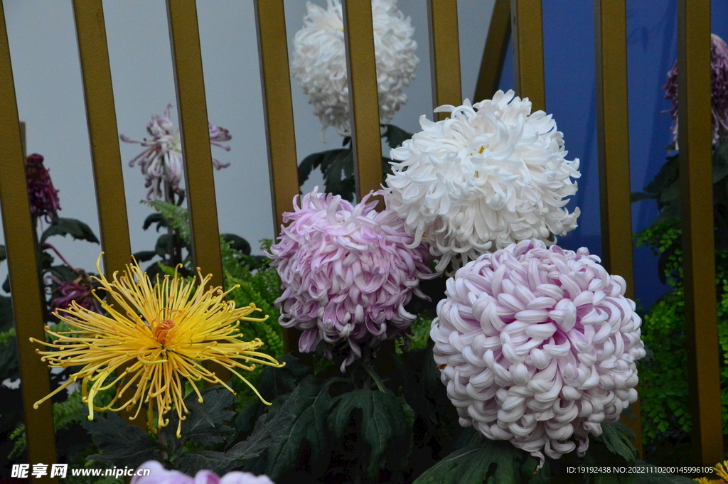 菊花 