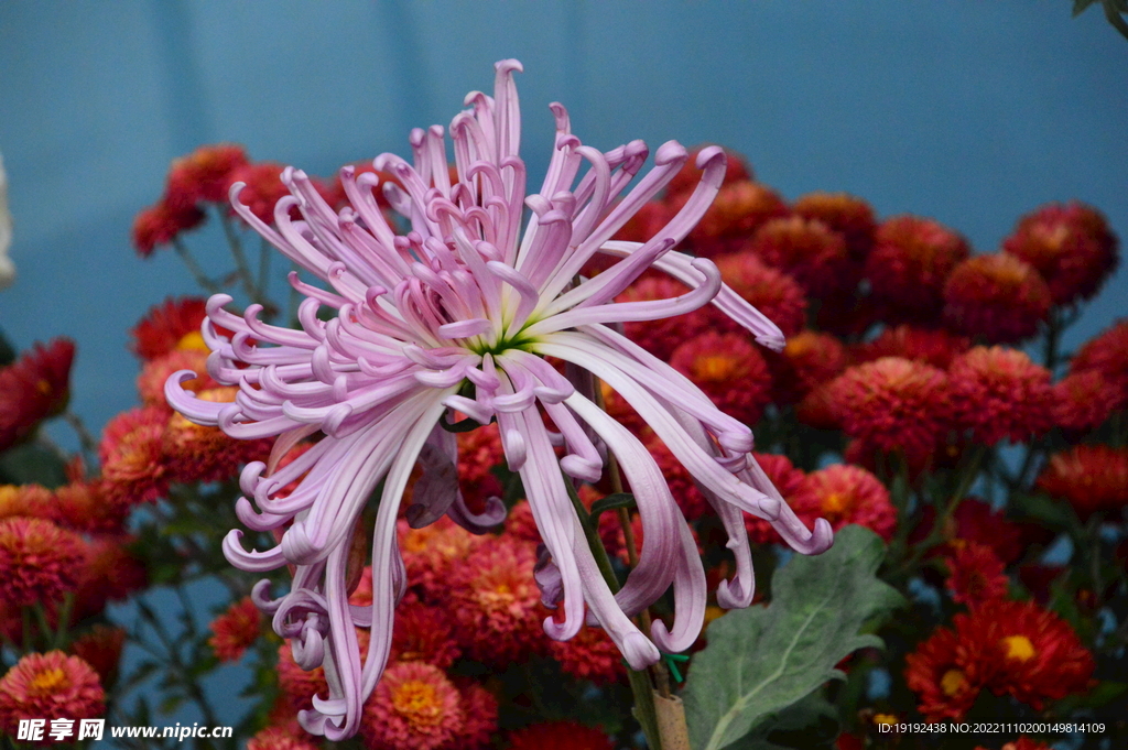 菊花 