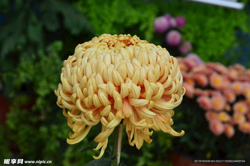 菊花  