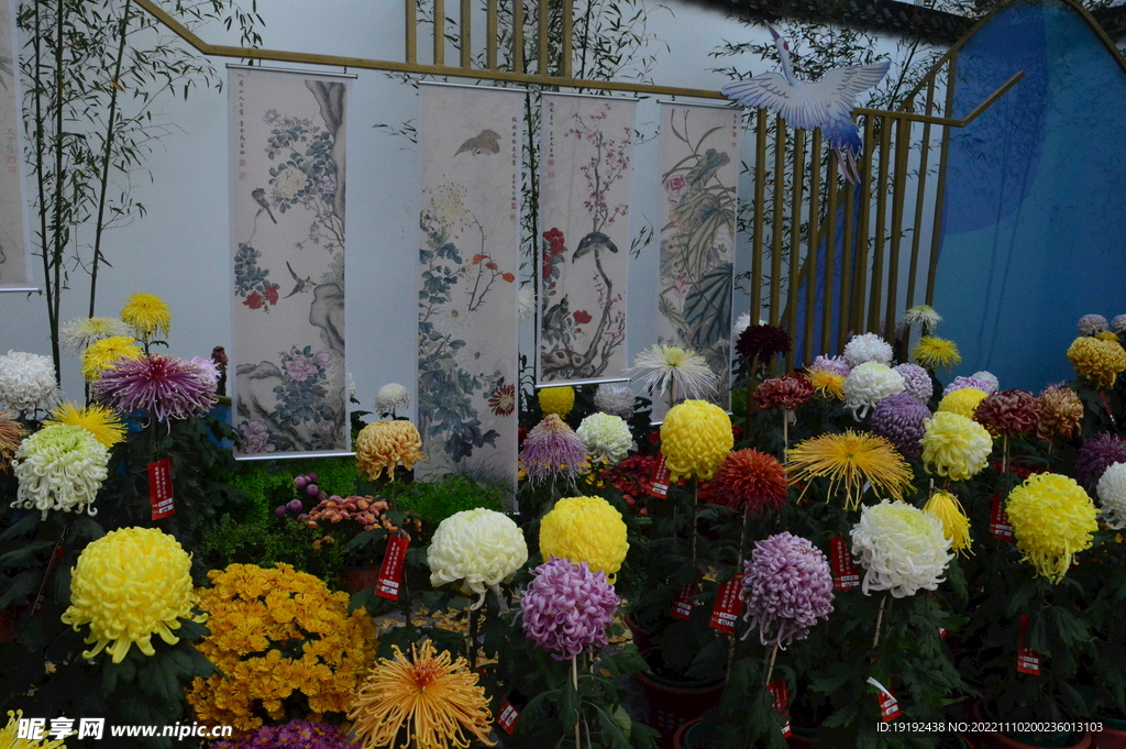 菊花