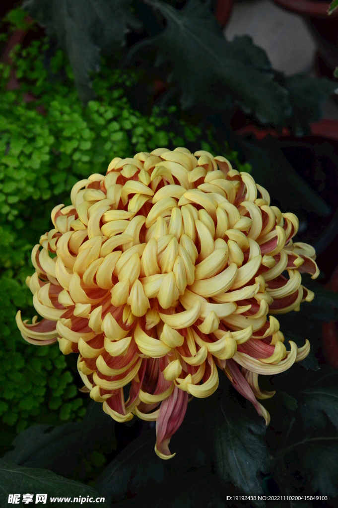菊花