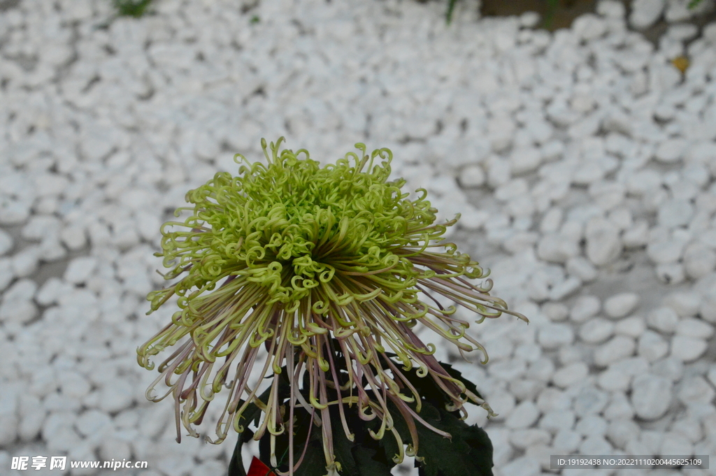 菊花 