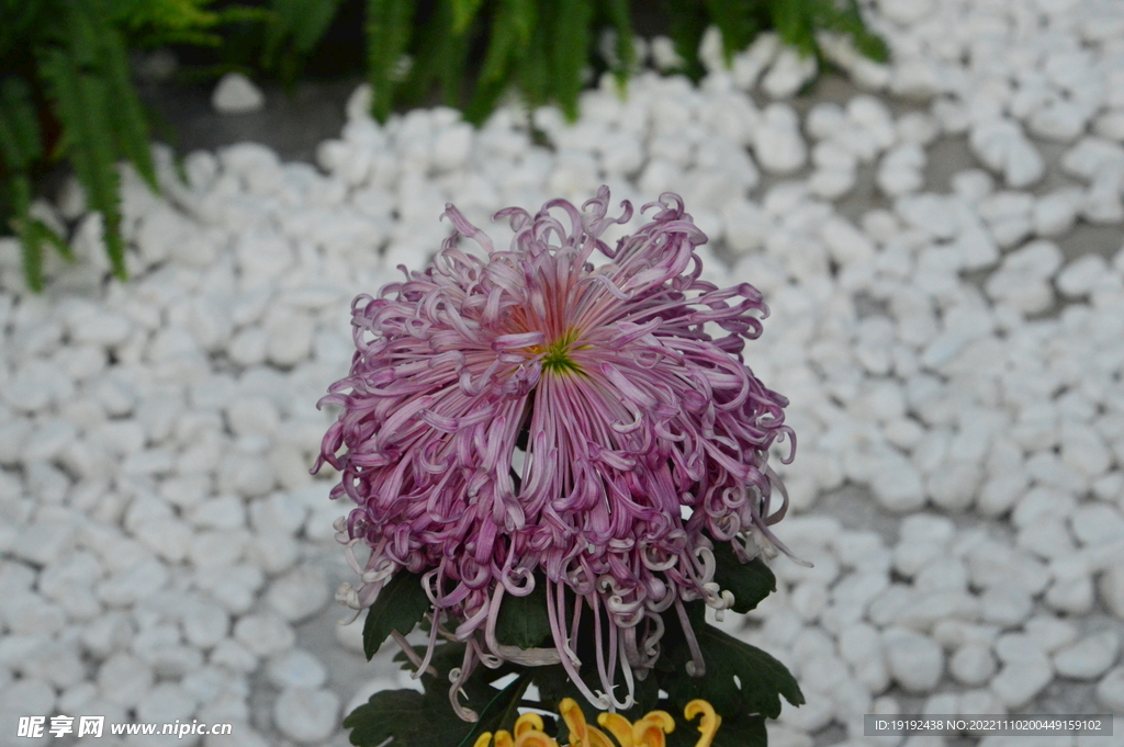 菊花 