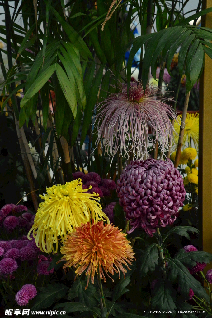 菊花 