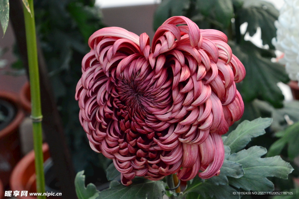 菊花 