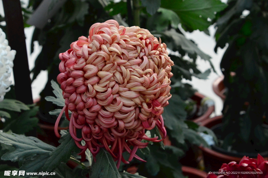菊花 