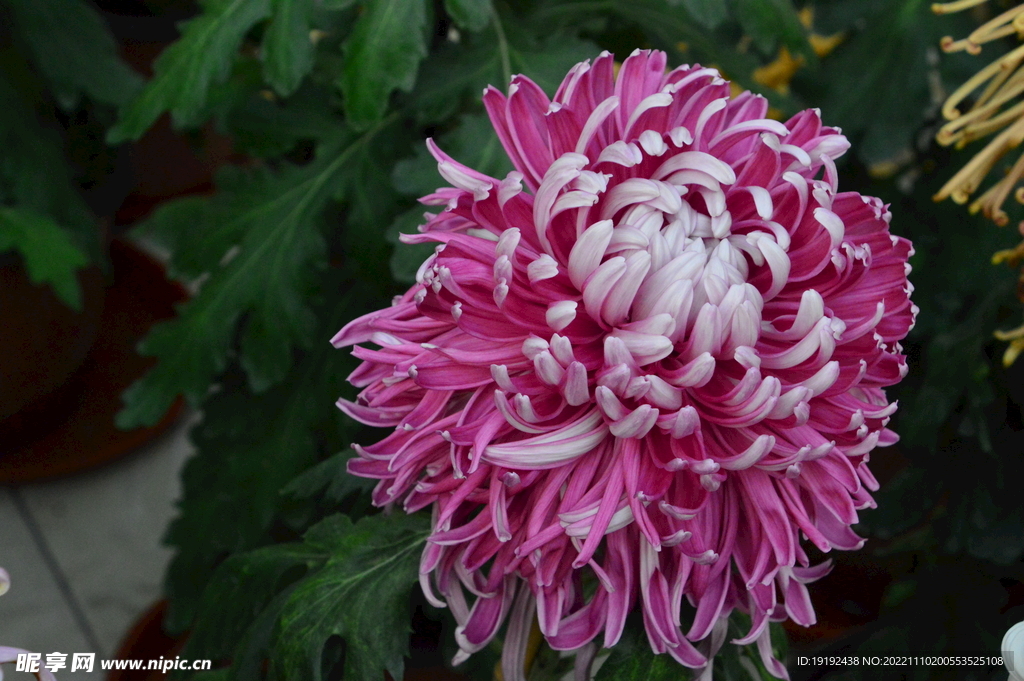 菊花 