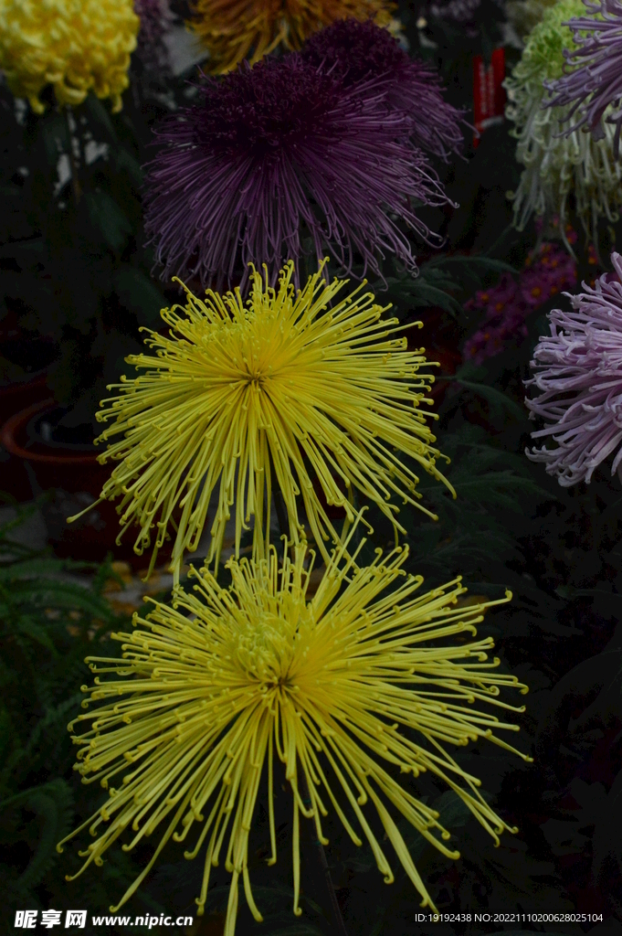 菊花