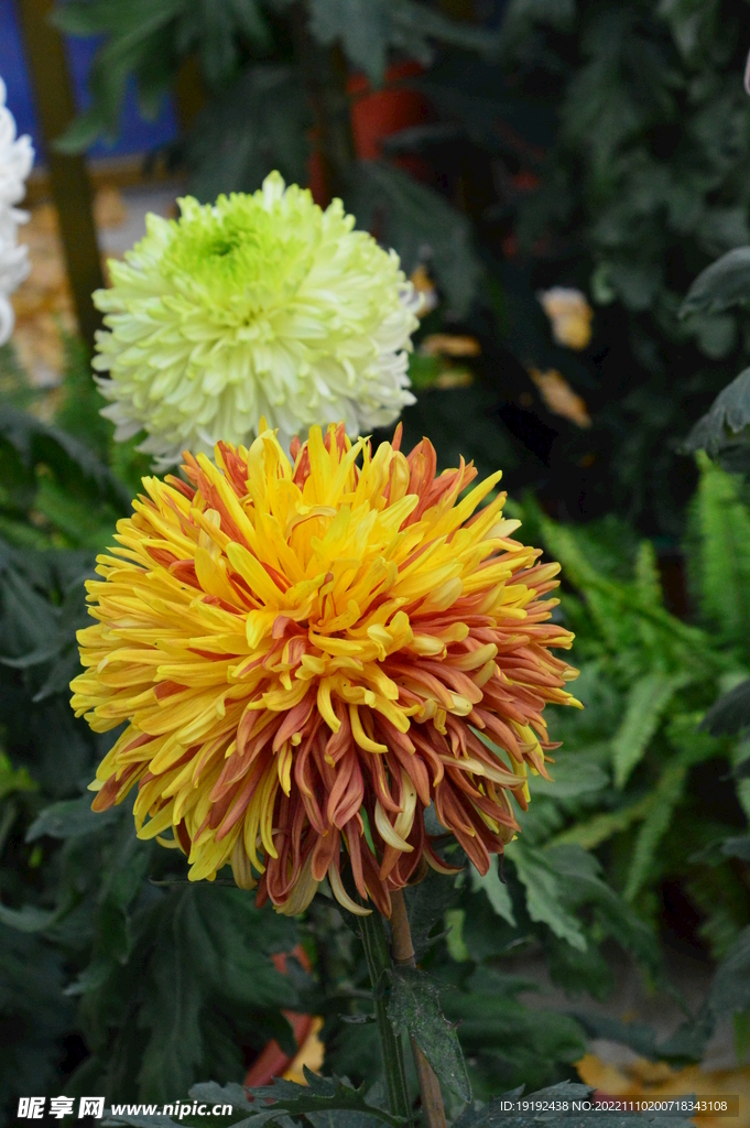 菊花 