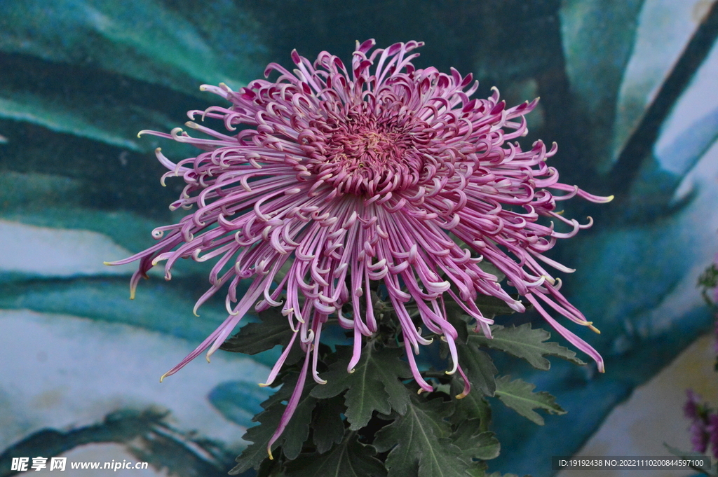 菊花 