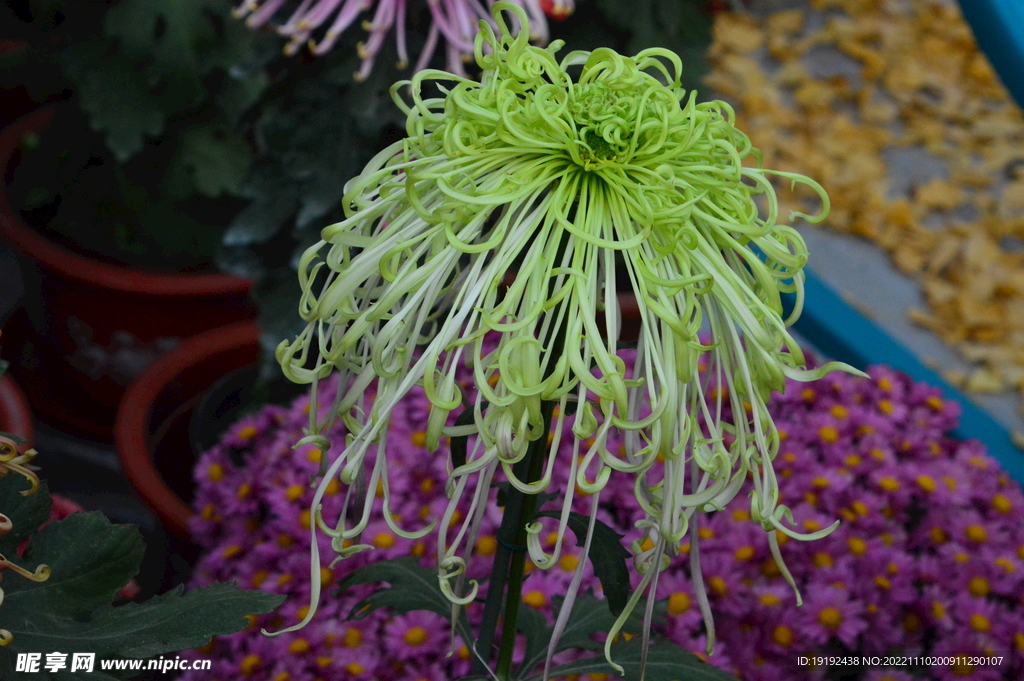 菊花 