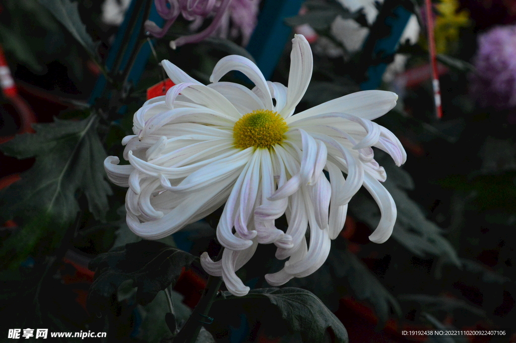 菊花 