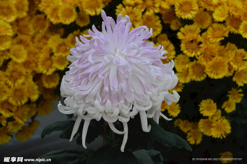 菊花 