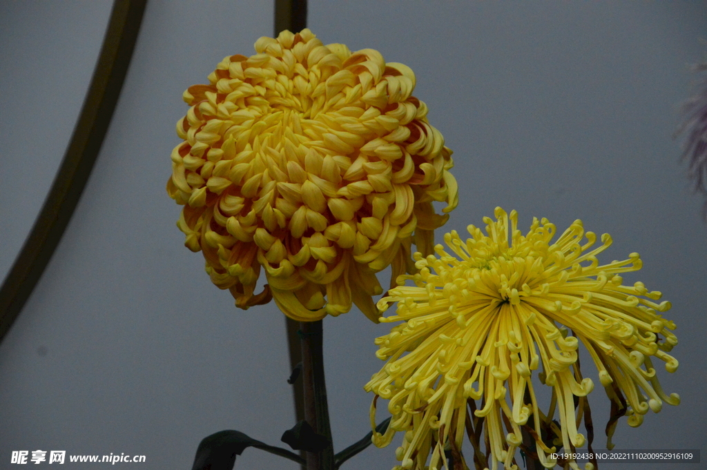 菊花